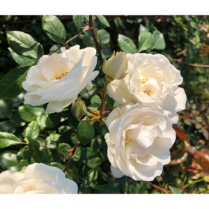 PERFUME DREAMS (climber)